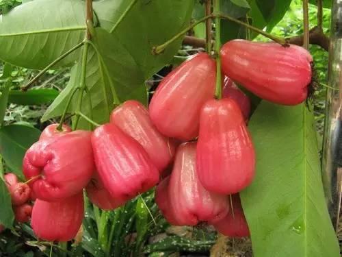 莲雾最新吃瓜网站,揭秘莲雾界的最新热点与趣闻