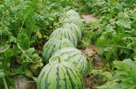 37种吃瓜方法,解锁夏日清凉新境界