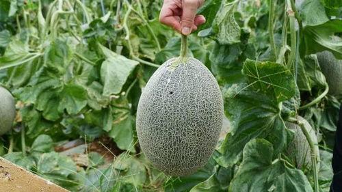 久诚吃瓜,揭秘娱乐圈背后的那些事儿