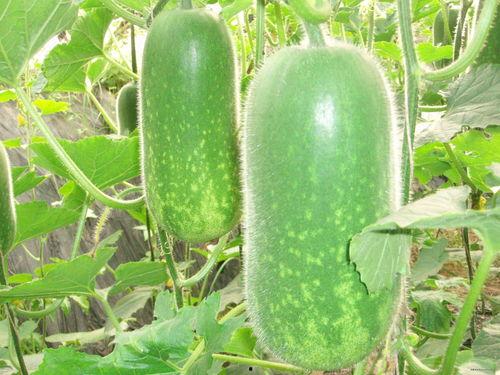 手扶瓜要怎样吃,解锁美味新体验