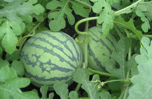 一喜吃瓜,揭秘娱乐圈那些不为人知的幕后故事