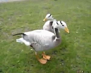 夏日吃瓜鸭,吃瓜鸭来解暑！