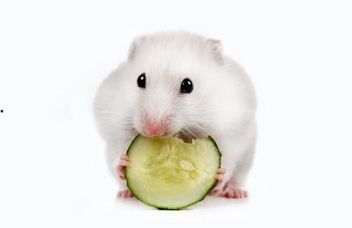 仓鼠可以吃小瓜吗,小瓜是否适合作为仓鼠美食？