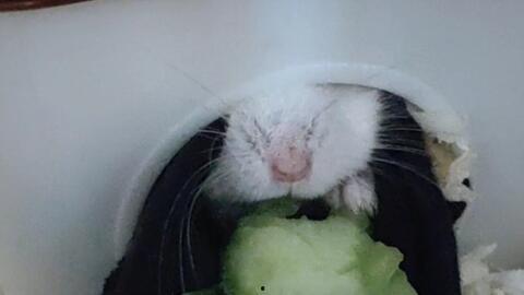 仓鼠可以吃小瓜吗,小瓜是否适合作为仓鼠美食？