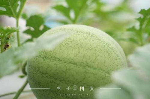 假日吃瓜,轻松解锁快乐假期新姿势