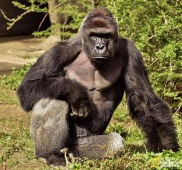 超级猩猩吃瓜拍照视频,萌态十足引网友热议