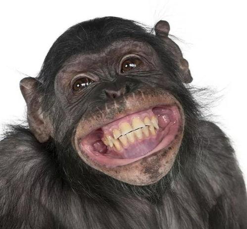 超级猩猩吃瓜拍照视频,萌态十足引网友热议