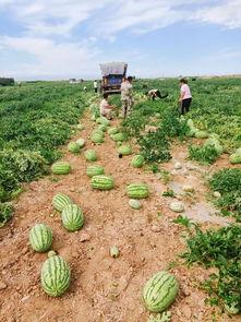 吃瓜大基地,一场全民参与的娱乐盛宴