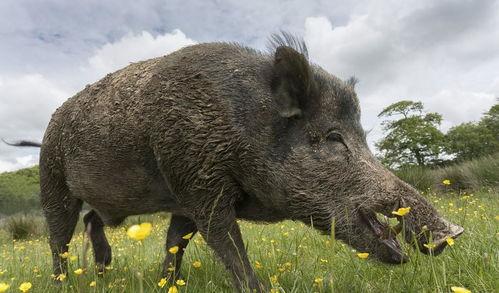 野猪吃瓜少女,揭秘少女生存法则