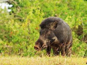野猪吃瓜少女,揭秘少女生存法则