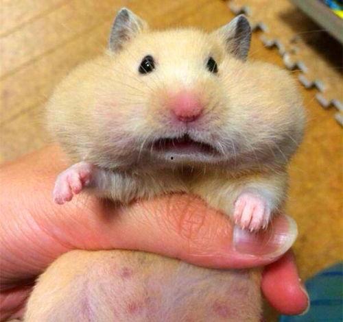 仓鼠可以吃哪些瓜,盘点适合它们的瓜类美食