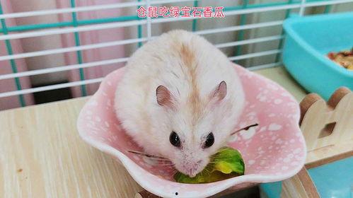 仓鼠可以吃哪些瓜,盘点适合它们的瓜类美食