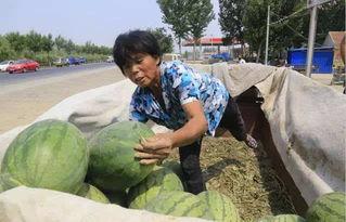吃瓜一百张图片大全,吃瓜界的欢乐盛宴