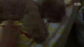 突然反胃吃瓜视频