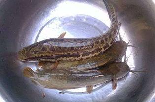 吃瓜吃鱼犯不犯,揭秘日常饮食中的健康误区