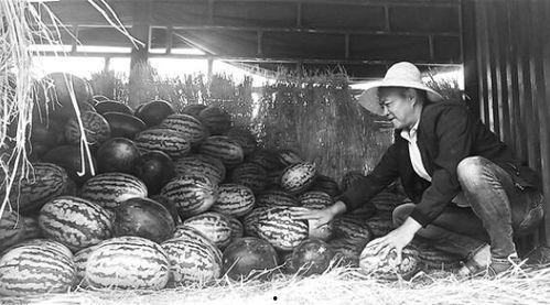 顺平吃瓜群众案件,揭秘网络谣言背后的真相