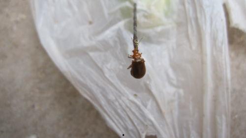 吃瓜叶的小黄飞虫,揭秘吃瓜叶的秘密生活