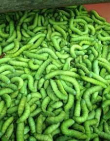 吃瓜叶的小黄飞虫,揭秘吃瓜叶的秘密生活