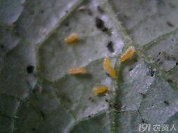 吃瓜叶的小黄飞虫,揭秘吃瓜叶的秘密生活