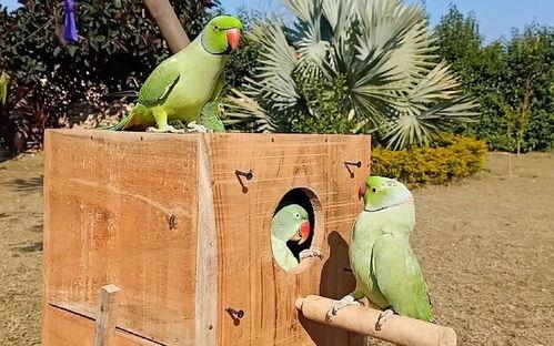 怎样防鸟类吃瓜,有效预防鸟类啄食瓜果的实用技巧