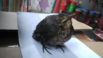 怎样防鸟类吃瓜,有效预防鸟类啄食瓜果的实用技巧