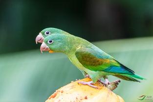 怎样防鸟类吃瓜,有效预防鸟类啄食瓜果的实用技巧