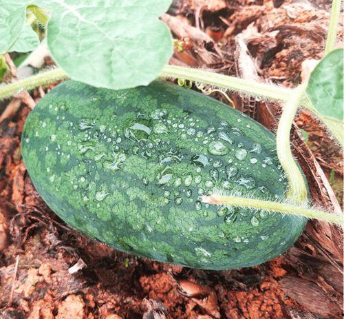 莆田吃瓜社,揭秘网络热点的背后故事