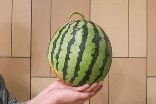 买一斤瓜吃,品味生活中的小确幸