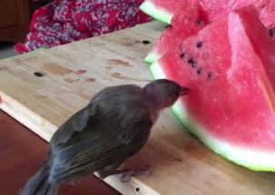 如何让小鸟吃瓜,打造鸟类乐园的实用技巧