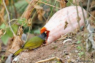 如何让小鸟吃瓜,打造鸟类乐园的实用技巧