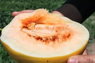 声控吃沙漠蜜瓜,沙漠蜜瓜的神秘诱惑