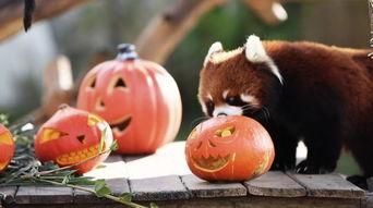 加菲前排吃瓜,笑料横生一幕幕