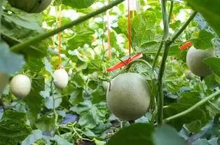 伊豆附近吃网纹瓜,探寻网纹瓜的甜蜜诱惑