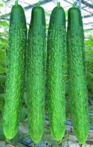 优秀种草姬吃瓜,揭秘网红美食背后的真相