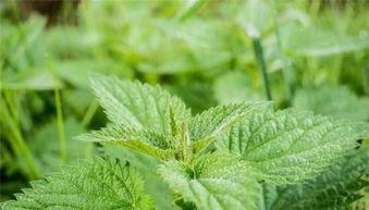 优秀种草姬吃瓜,揭秘网红美食背后的真相