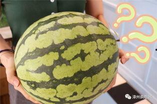 漳州最近吃瓜,揭秘网络热议背后的真相