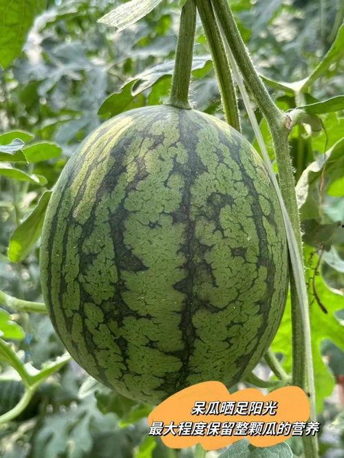 1中吃瓜,揭秘“吃瓜群众”背后的网络现象与文化解读