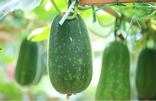 1中吃瓜,揭秘“吃瓜群众”背后的网络现象与文化解读