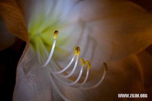 夜里梦见自己吃瓜,瓜果飘香，夜半梦回瓜田