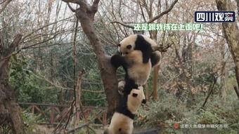 熊猫的吃瓜日记,甜蜜时光里的悠闲生活