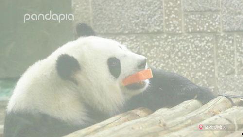 熊猫的吃瓜日记,甜蜜时光里的悠闲生活
