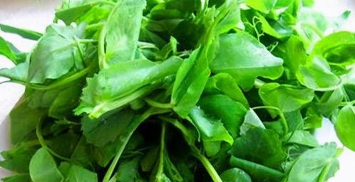 刘大瓜吃豌豆尖,刘大瓜的豌豆尖美食之旅