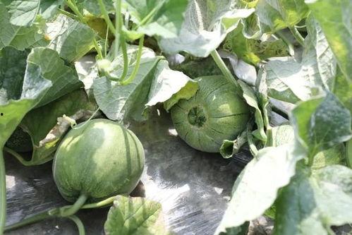 季节吃瓜,跟随季节品尝时令美味