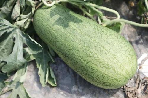 季节吃瓜,跟随季节品尝时令美味