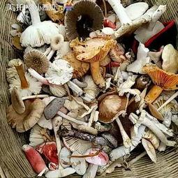 吃瓜小菌,揭秘娱乐圈那些不为人知的幕后故事