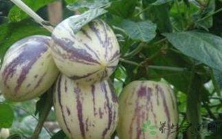 吃茄瓜会致癌吗,吃茄瓜致癌真相，营养专家权威解读