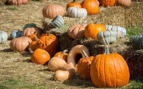 毛利吃瓜,揭秘日本侦探文化的独特魅力