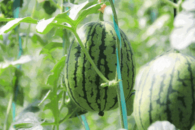 宋哥吃瓜,揭秘娱乐圈幕后故事