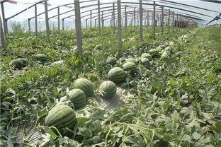 东北证券 吃瓜,揭秘“吃瓜”背后的投资智慧