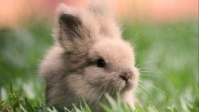 兔子吃瓜娱乐,揭秘娱乐圈的趣味瞬间